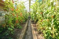 Homemade greenhouse with growing ripe tomato and cucumber plants. Royalty Free Stock Photo