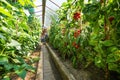 Homemade greenhouse with growing ripe tomato and cucumber plants. Royalty Free Stock Photo