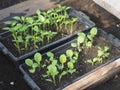 A homemade greenhouse.Young seedlings of green pepper,eggplant.We grow our own vegetables