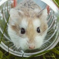 homemade hamster in a cage in a wheel. Domestic rodents