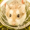 homemade hamster in a cage in a wheel. Domestic rodents