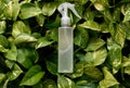 Homemade hand sanitizer in spray bottle kept on leaves