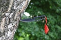 Homemade, handmade, fist knife, black with a red ribbon sticking out of a tree trunk