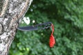 Homemade, handmade, fist knife, black with a red ribbon sticking out of a tree trunk