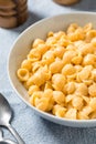 Homemade Healthy Macaroni and Cheese Shells Royalty Free Stock Photo