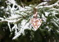 Homemade heart shaped little peanuts cake, bird feeder, hanging on a fir branch in the winter garden. Royalty Free Stock Photo