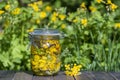 Homemade of herbal tincture from fresh greater celandine flowers and vodka in a glass jar on a wooden table in a spring garden,