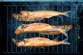 Homemade Hot Smoked Fish Process Royalty Free Stock Photo