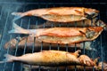 Homemade Hot Smoked Fish Process Royalty Free Stock Photo