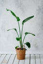 homemade houseplant in a woven pot. decoration of the interior