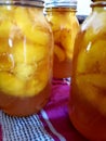 Homemade jars of ripe orange peaches cooling on kitchen counter