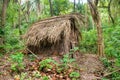 A homemade jungle shelter made from palm leaves in the Philippines.