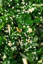 Homemade Korean Spinach Sigeumnchi Namul Royalty Free Stock Photo