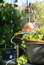 Homemade moonshine winemaking; white grape and moonshine still for home brandy production