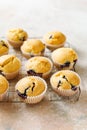 Homemade muffins with blueberries Royalty Free Stock Photo