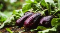 Homemade Organic Eggplant Grow in Garden, Royalty Free Stock Photo