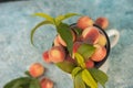 Homemade peaches with leaves in an enamelled white mug close-up and copy space. Beautiful juicy ripe peaches