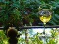 Homemade pear wine in a glass