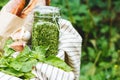 Homemade Pesto in a glass jar with basil, garlic, bread outdoors in a basket. Picnic basket with Pesto sauce for preparing garlic Royalty Free Stock Photo