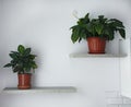 homemade potted flowers stand on shelves on the stine. minimalism in the design of the apartment