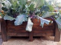 Raised Container Gardening