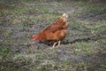 Homemade red-colored chicken walks in the yard