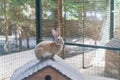 Homemade red rabbit on the roof of a wooden house for rabbits Royalty Free Stock Photo