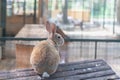 Homemade red rabbit on the roof of a wooden house for rabbits Royalty Free Stock Photo