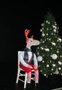 Homemade reindeer sat on chair by Christmas tree