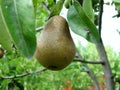 Homemade ripe pear on a branch