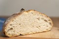 Homemade round loaf of freshly baked artisan sourdough bread Royalty Free Stock Photo