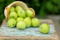 Homemade rustic green apples in a basket on an old stool. Royalty Free Stock Photo