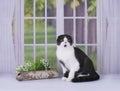 Homemade Scottish cat playing on the window