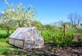 Homemade small greenhouse on the background of spring vegetation