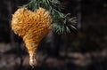 A homemade straw heart wrapped in orange twine hangs from a pine branch. In the background the shadows of tree trunks in a forest