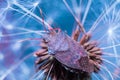 Homemade studio portraiture of a European Brown Stink Bug