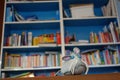 Homemade stuffed toy mouse in front of a colorful chaotic bookshelf. Reading mouse with blue eyes, mustache hair and a loyal dog