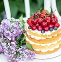 Homemade summer biscuit cake with cream and fresh berries in woman hands In the garden Lilac Soft focus Royalty Free Stock Photo