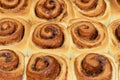 Homemade sweet cinnamon rolls. Closeup of freshly cooked buns