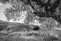 Homemade swing on a large tree overlooking the nature Royalty Free Stock Photo