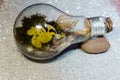 Terarrium plant in bulb