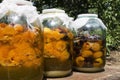 Homemade tincture made of apricot, pulm.Bottles full of sweet fruits, sugar.Process of fermentation