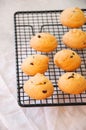 Homemade vanilla cookies with chocolate chips on a wire rack. White stone background. Royalty Free Stock Photo