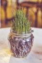 Homemade vase, green grass, Decor, modern cafe