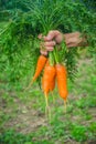 Homemade vegetables in the hands of men. harvest. selective focus. Royalty Free Stock Photo