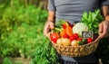 Homemade vegetables in the hands of men. harvest. selective focus. Royalty Free Stock Photo