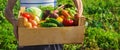 Homemade vegetables in the hands of men. harvest. selective focus. Royalty Free Stock Photo