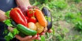 Homemade vegetables in the hands of men. harvest. selective focus Royalty Free Stock Photo