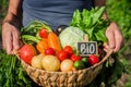 homemade vegetables in the hands of men. harvest. selective focus. Royalty Free Stock Photo