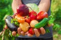 Homemade vegetables in the hands of men. harvest. selective focus. Royalty Free Stock Photo